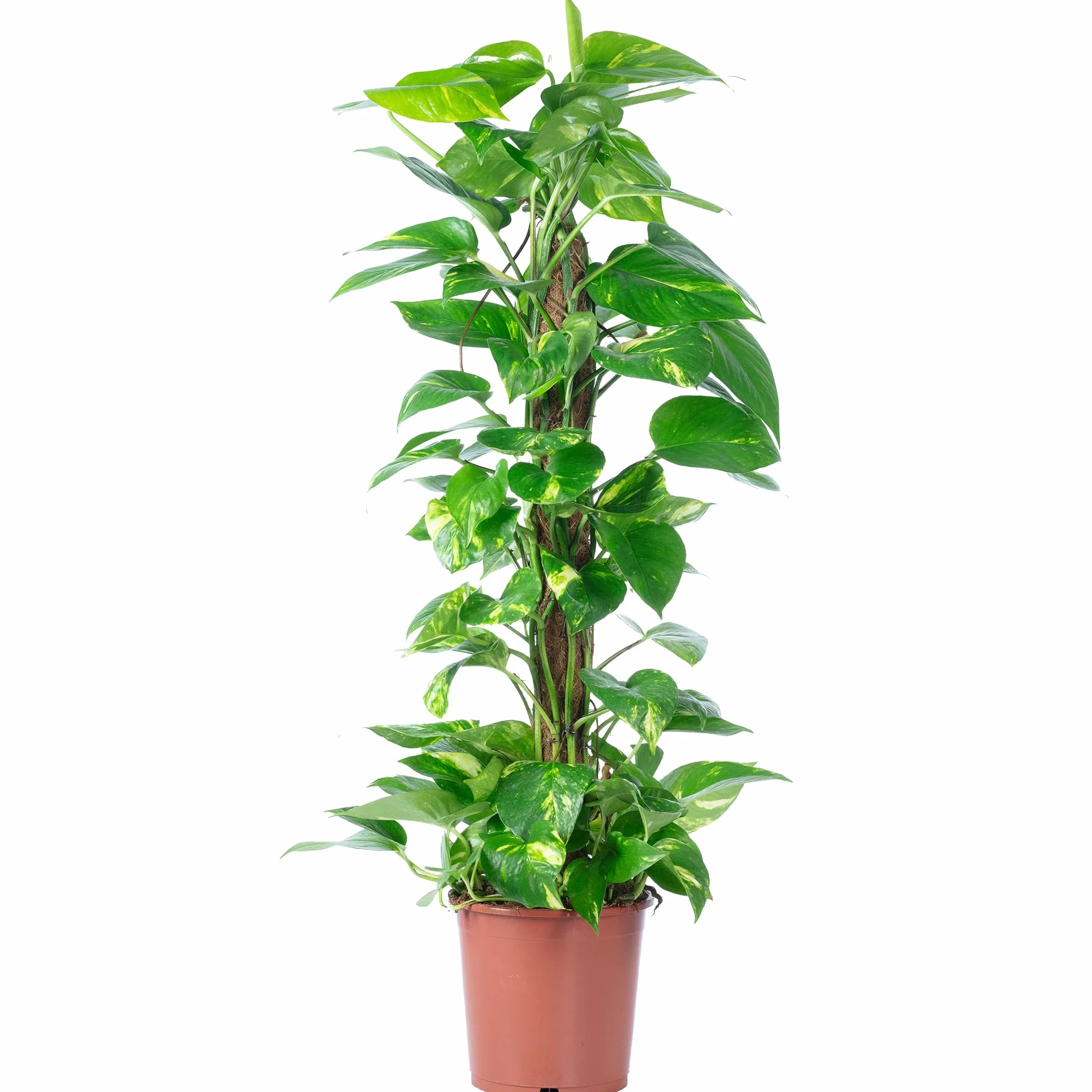 Efeutute en poste de musgo - fácil de cuidar planta de interior, Epipremnum aureum - Altura aprox. 80 cm, Diámetro de la maceta 19 cm
