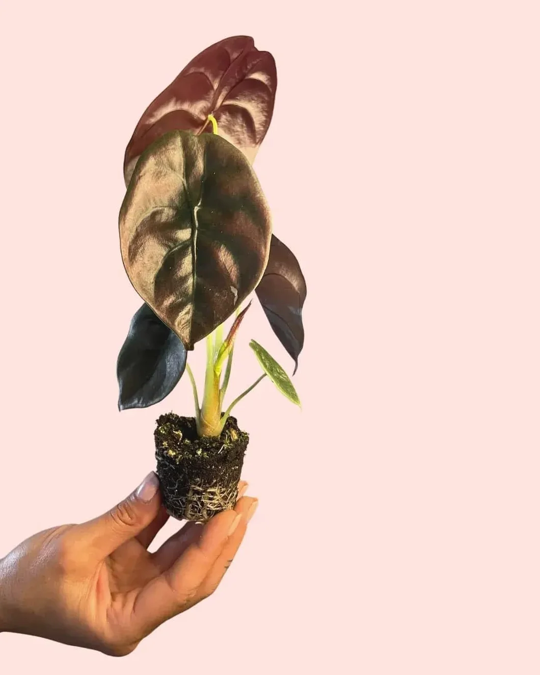 Alocasia Cuprea Planta Natural Tropical Interior Resistente Hojas Metálicas Cobrizos Púrpuras Maceta Ø5 cm