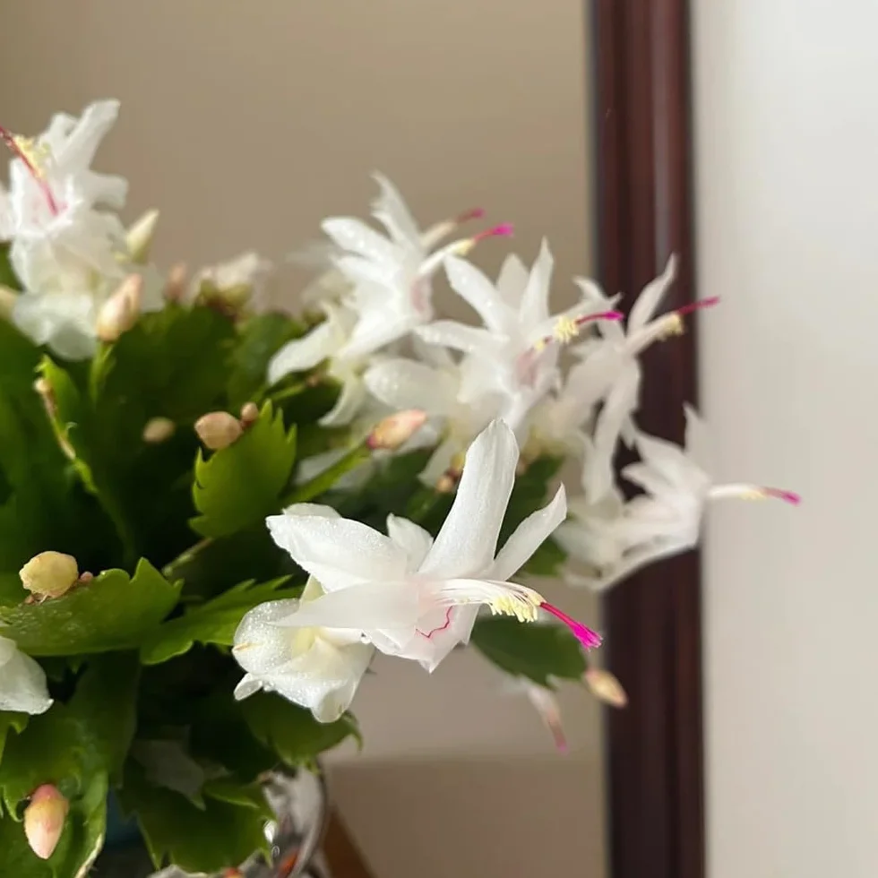 Semillas de cactus navideños Schlumbergera truncata 50 piezas bonsai maceta decoración floral regalo