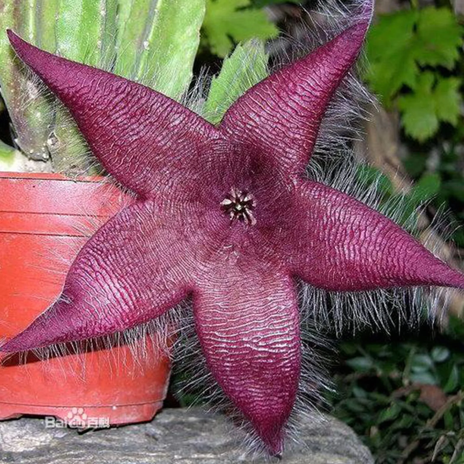 Nasiona Stapelia Hirsuta 50 sztuk Stapelia grandiflora Masson