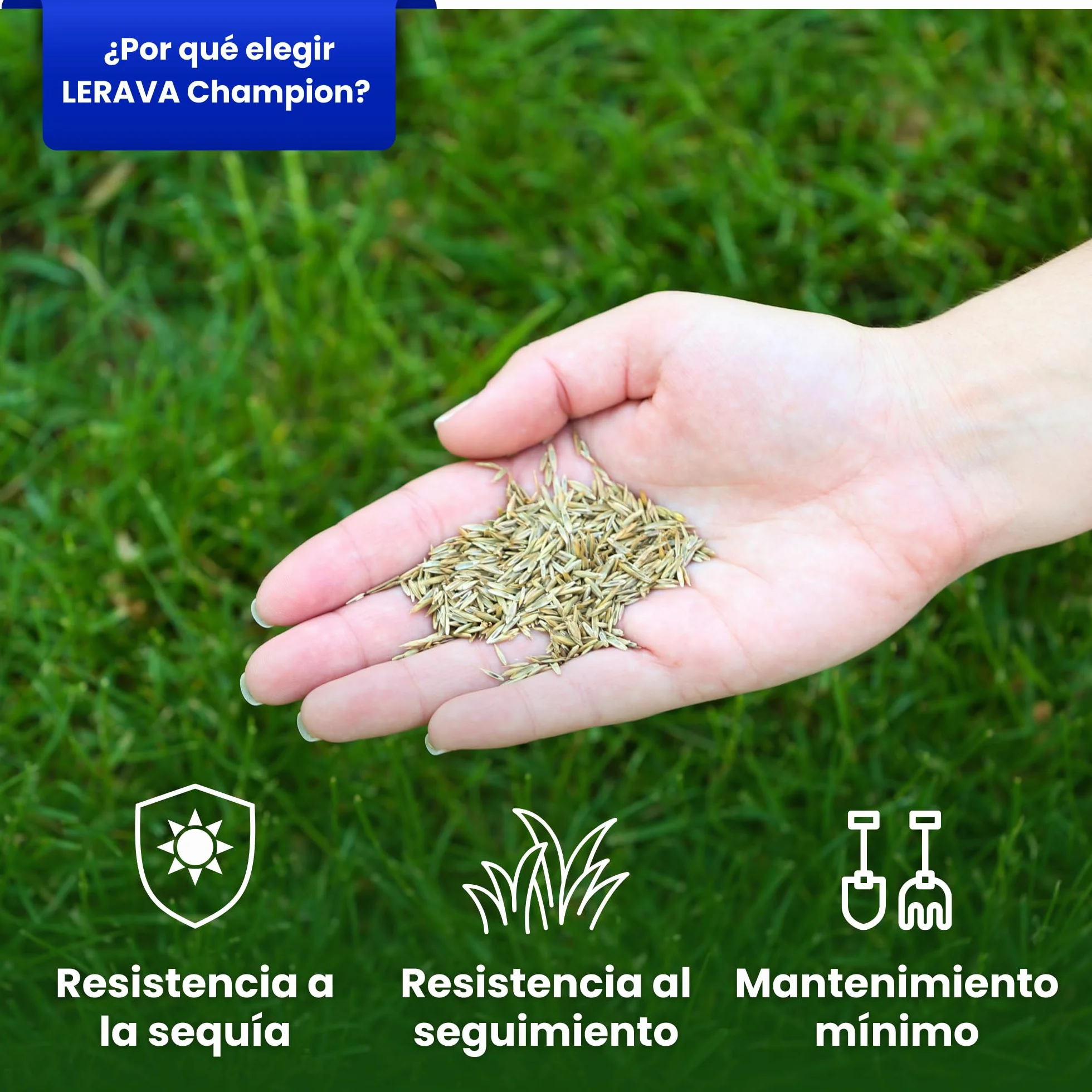 LERAVA CHAMPION semillas césped 30 m² resistente sequía festuca arundinacea bajo consumo agua crecimiento rápido