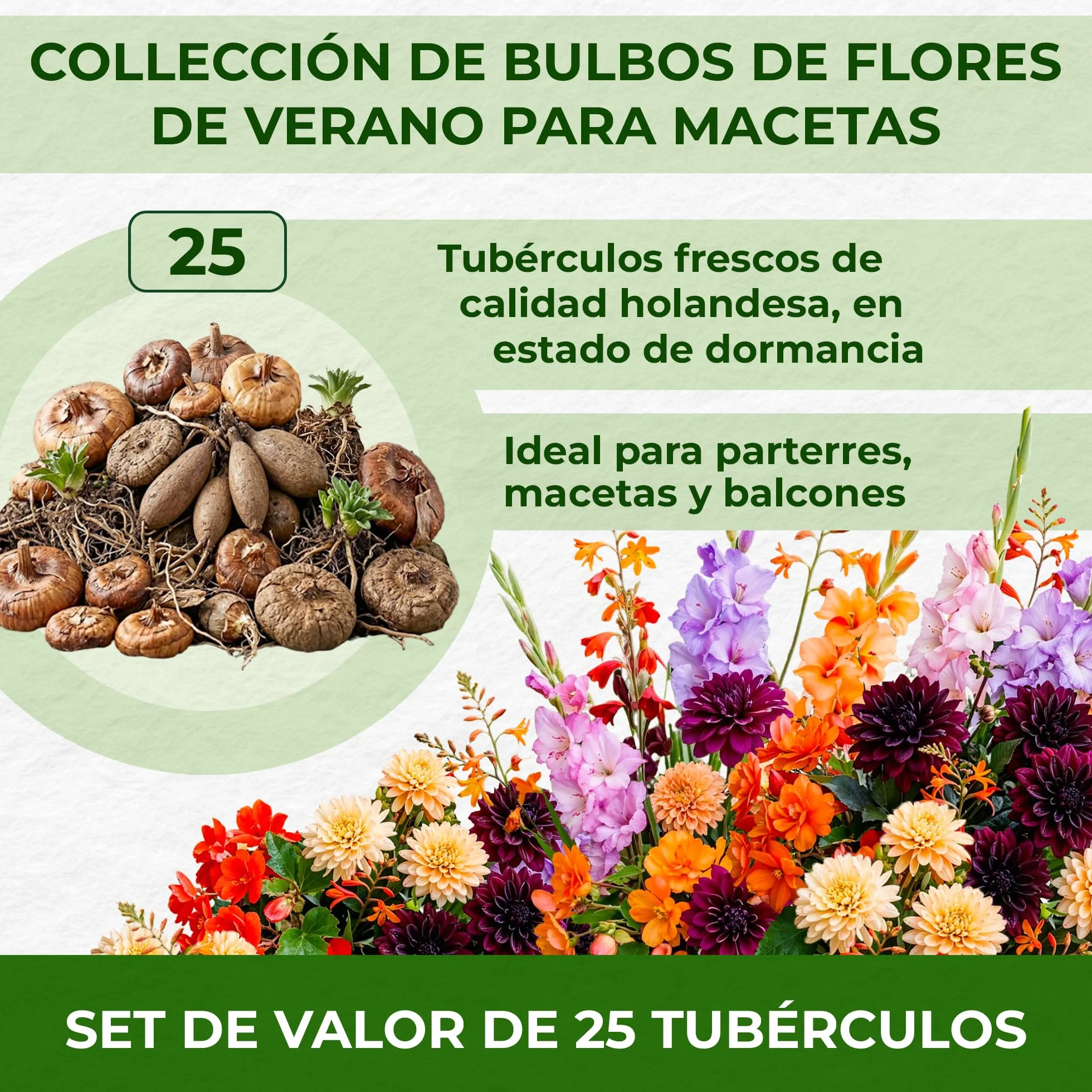 Bulbos de Flores de Verano Colorido 25 Piezas Gladiolos Dalias Begonias Crocosmia Holanda