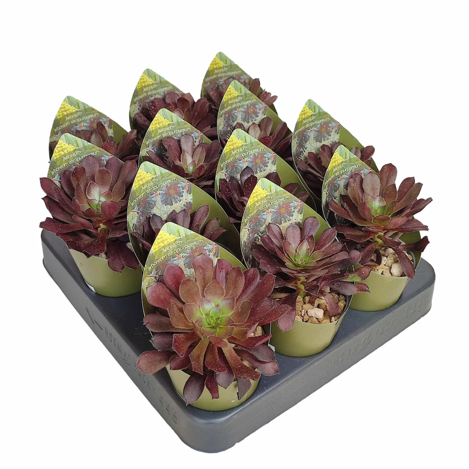 Exotenherz Aeonium arboreum atropurpureum – Rosetón de hoja gruesa – Rarity – Maceta 6,5 cm – 15 cm