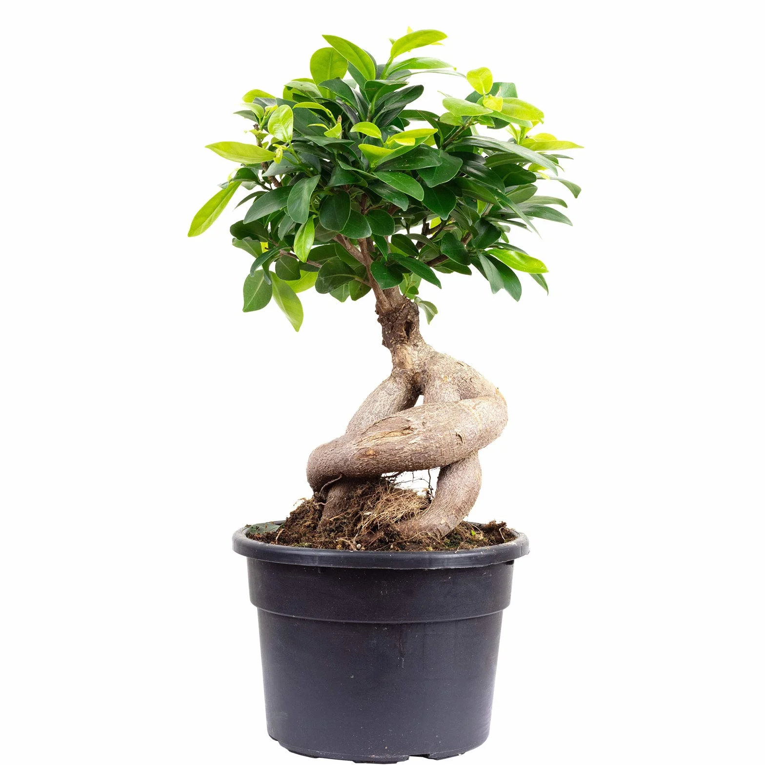 Higuera china - planta de interior de fácil cuidado, Ficus Ginseng - altura aprox. 40 cm, maceta de Ø 17 cm