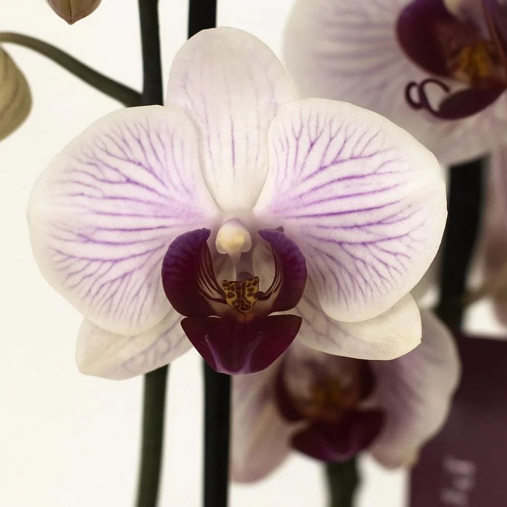 Orquídea Phalaenopsis natural 75 cm 2-3 tallos floridos Blanca veteada