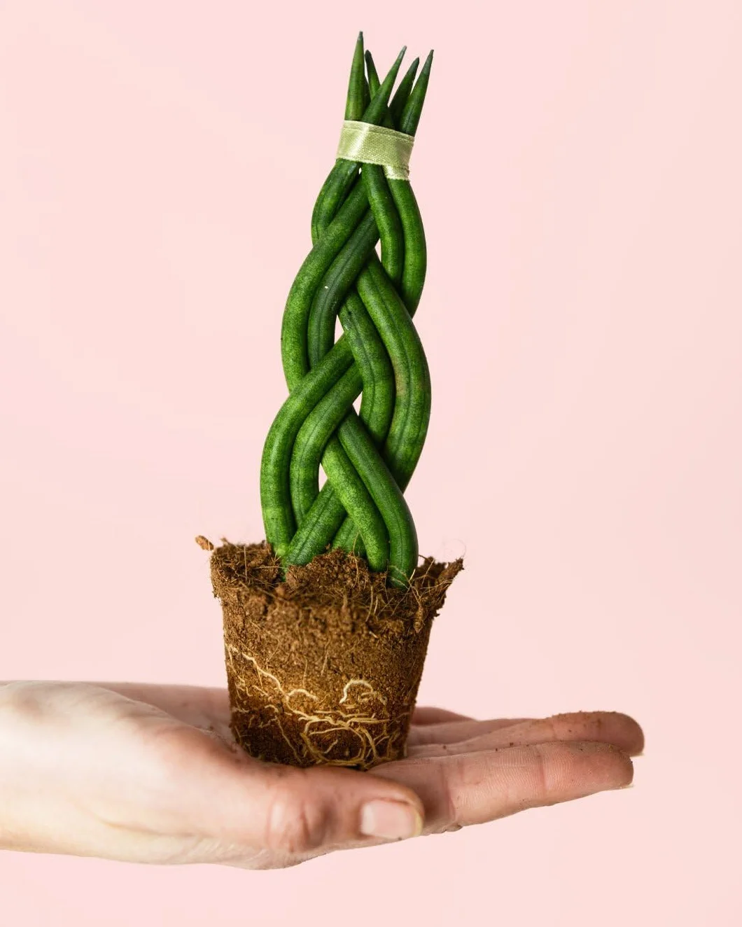 Sansevieria Trenzada Mini Planta Natural Interior Ø6 cm