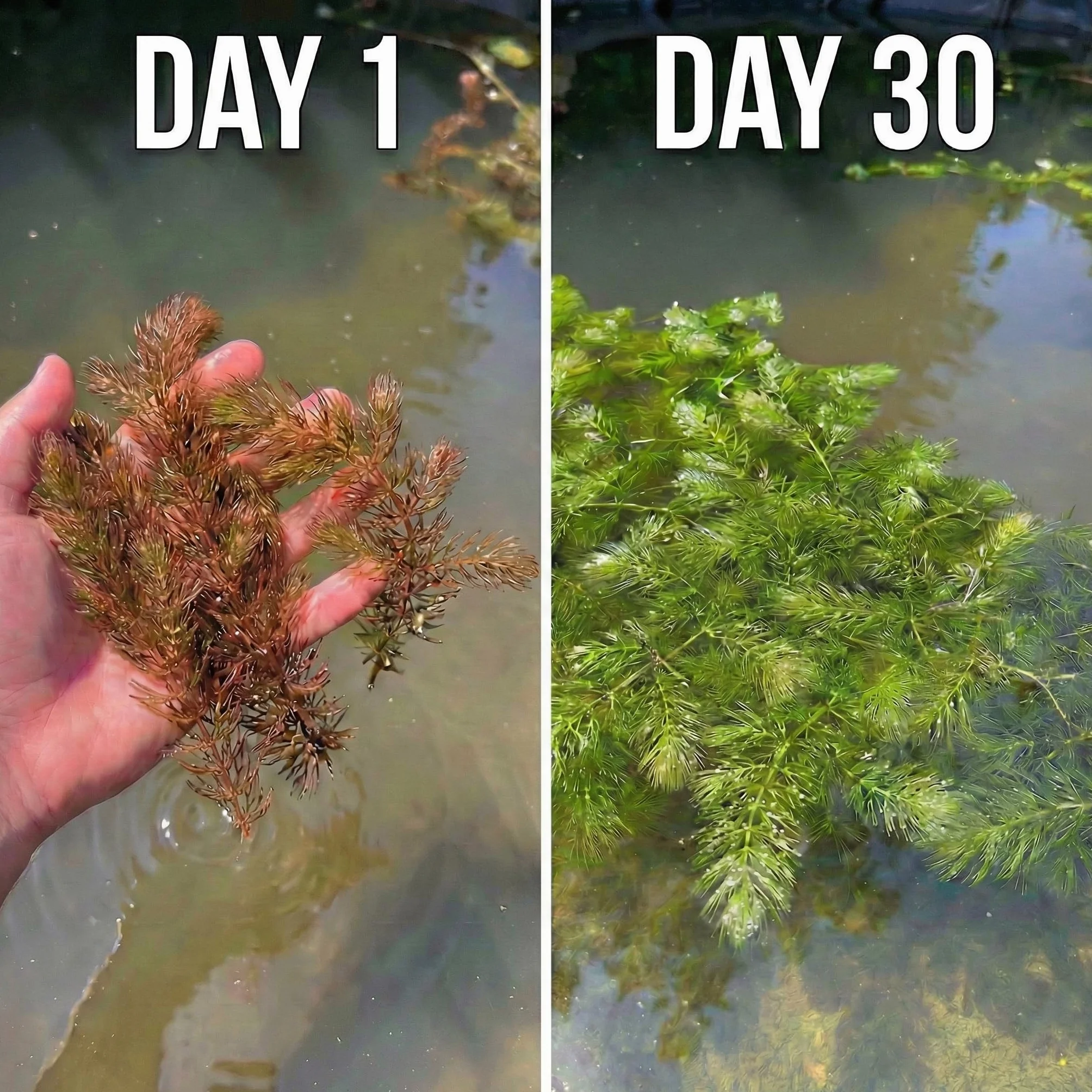 Ceratophyllum demersum Cola de zorro 2 litros planta oxigenante flotante para estanque resistente al invierno