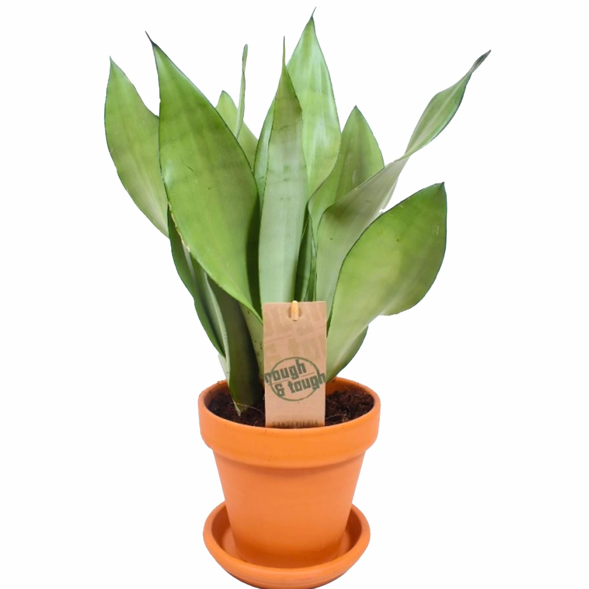 Sansevieria Moonshine 30-40cm w doniczce roślina do domu