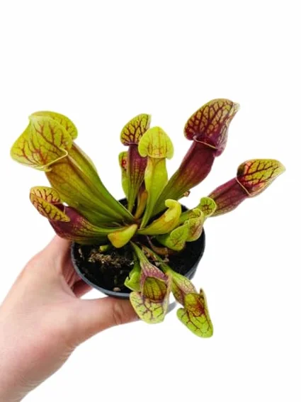 Sarracenia Leucophylla: Increíble Adición de Jardín - Planta Carnívora en Vivo