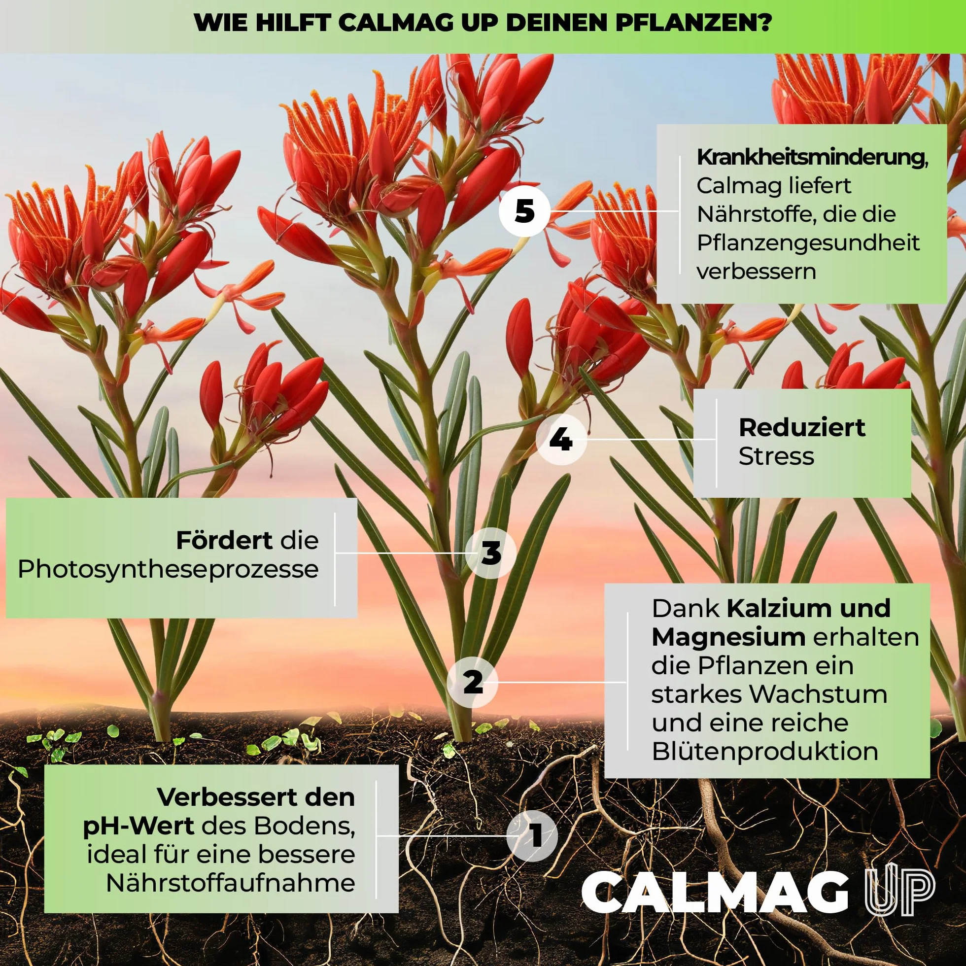 UP NUTRIENTS Calcio y Magnesio CALMAG UP 250 ML Fertilizante Orgánico para Plantas y Cultivos