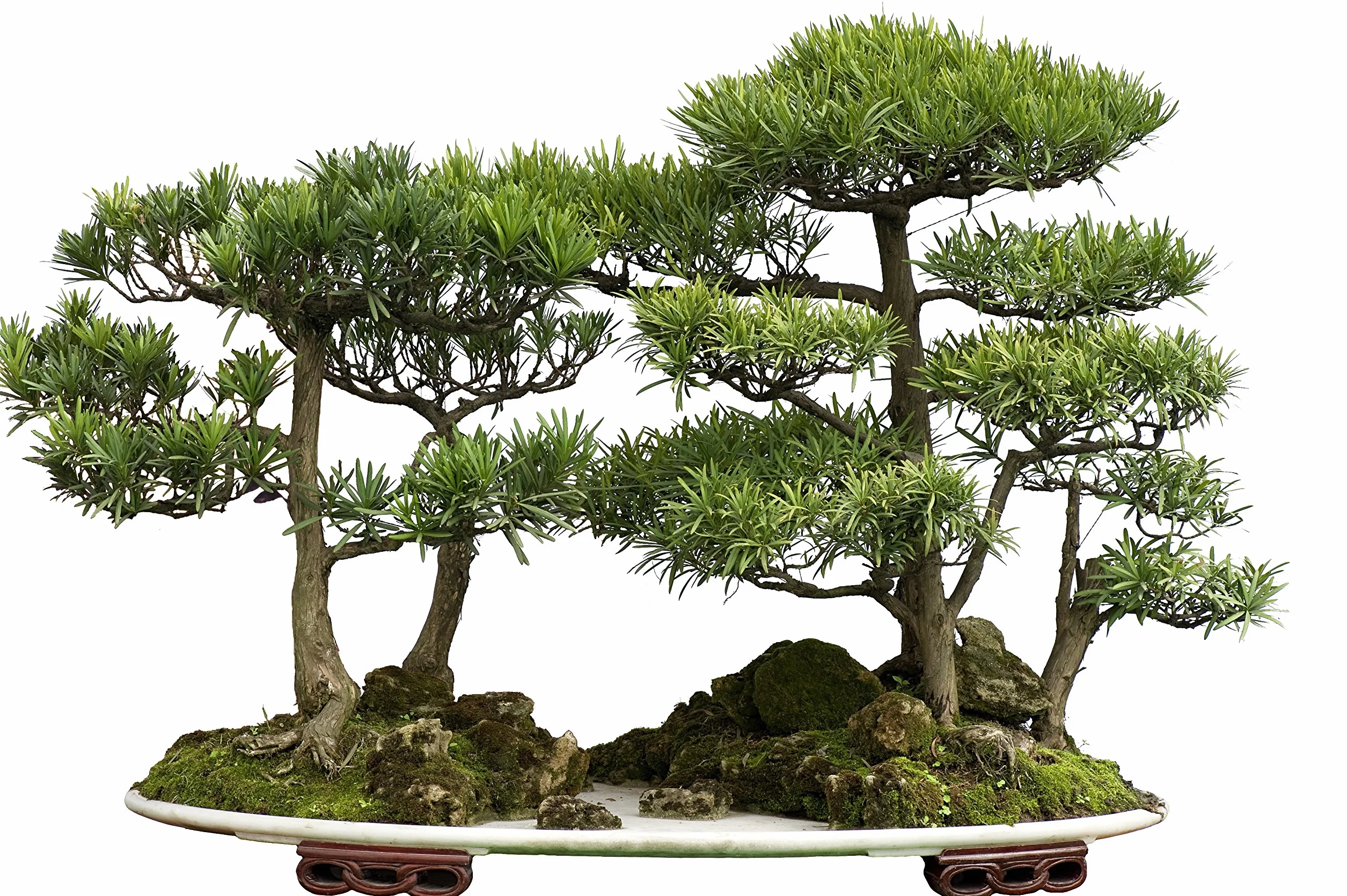 Semillas de Cedro Japonés Cryptomeria japonica - 25 Semillas de Bonsái Resistente