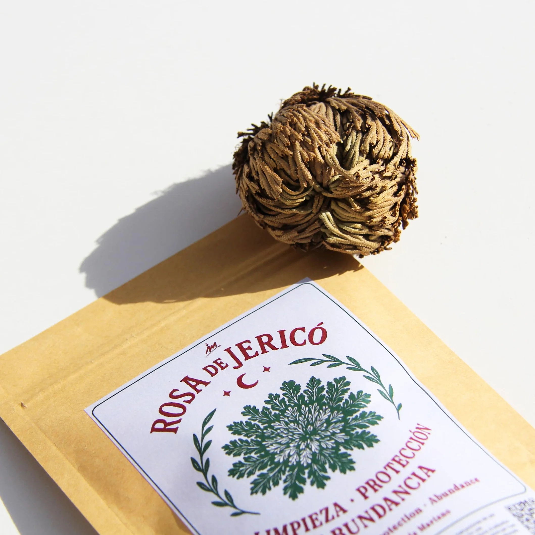 Rosa de Jericó Planta Natural de Resurrección Prosperidad y Protección 2 Rosas