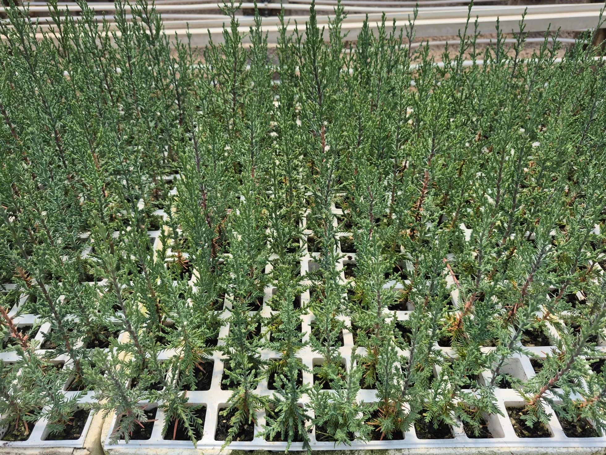 Ciprés Sempervirens 100 Uds (20-40 cm) Planta para Seto Mediterráneo Rápido Crecimiento