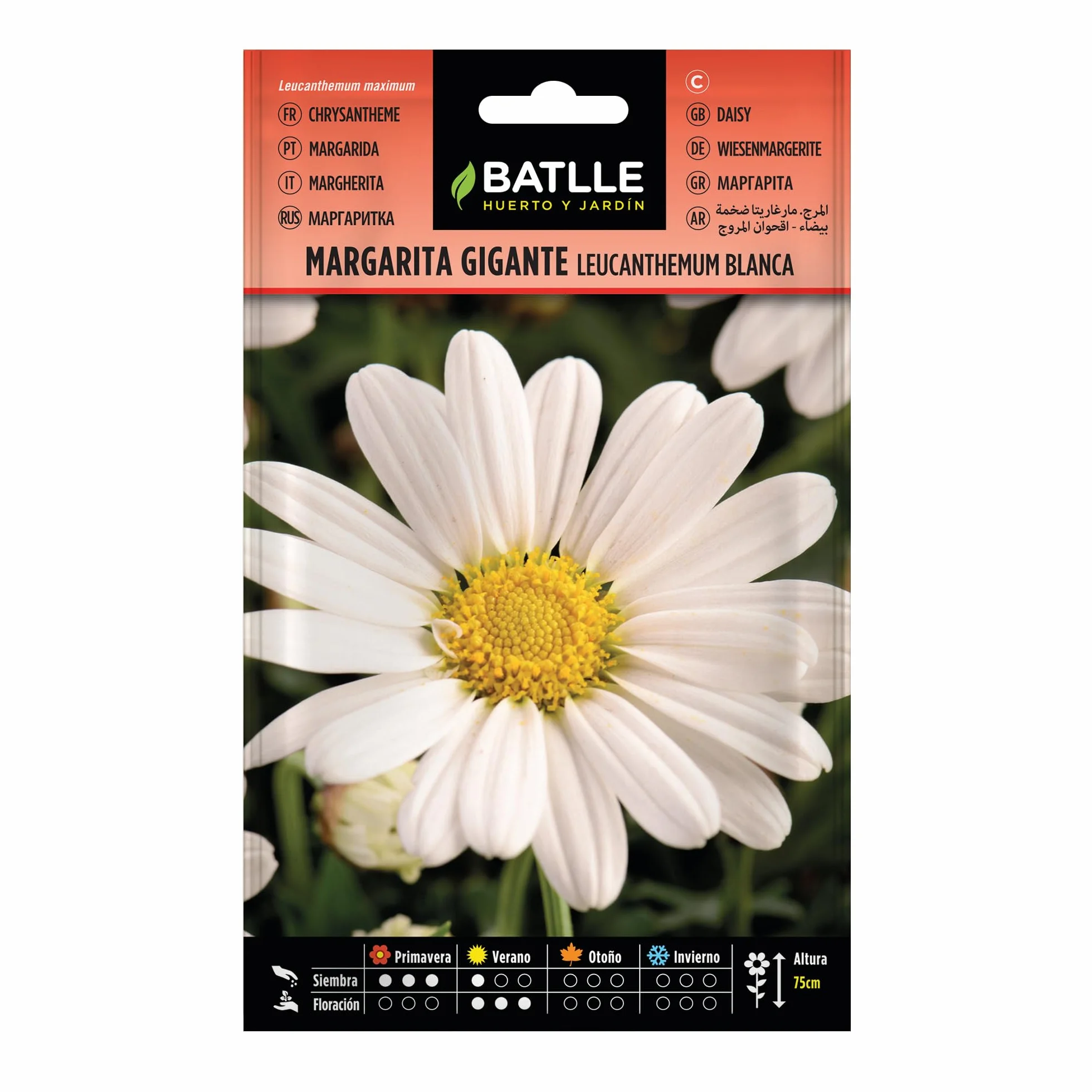 BATLLE Leucanthemum Blanca Margarita Gigante 4 g Semillas de Flor Vivaz