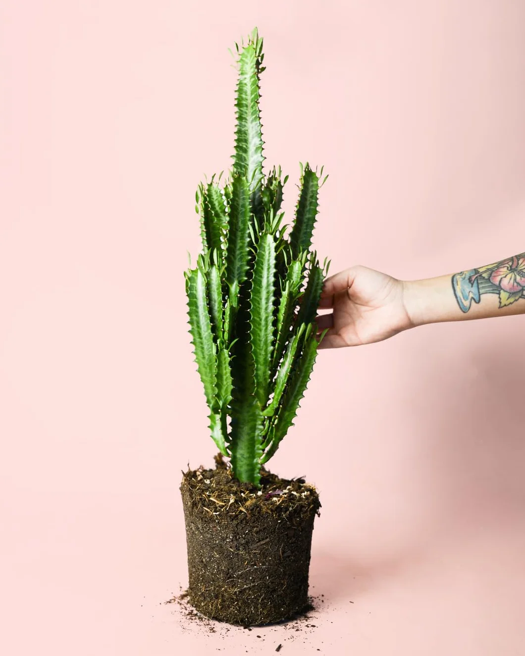 Euphorbia trigona Suculenta natural resistente decorativa Maceta Ø17 cm