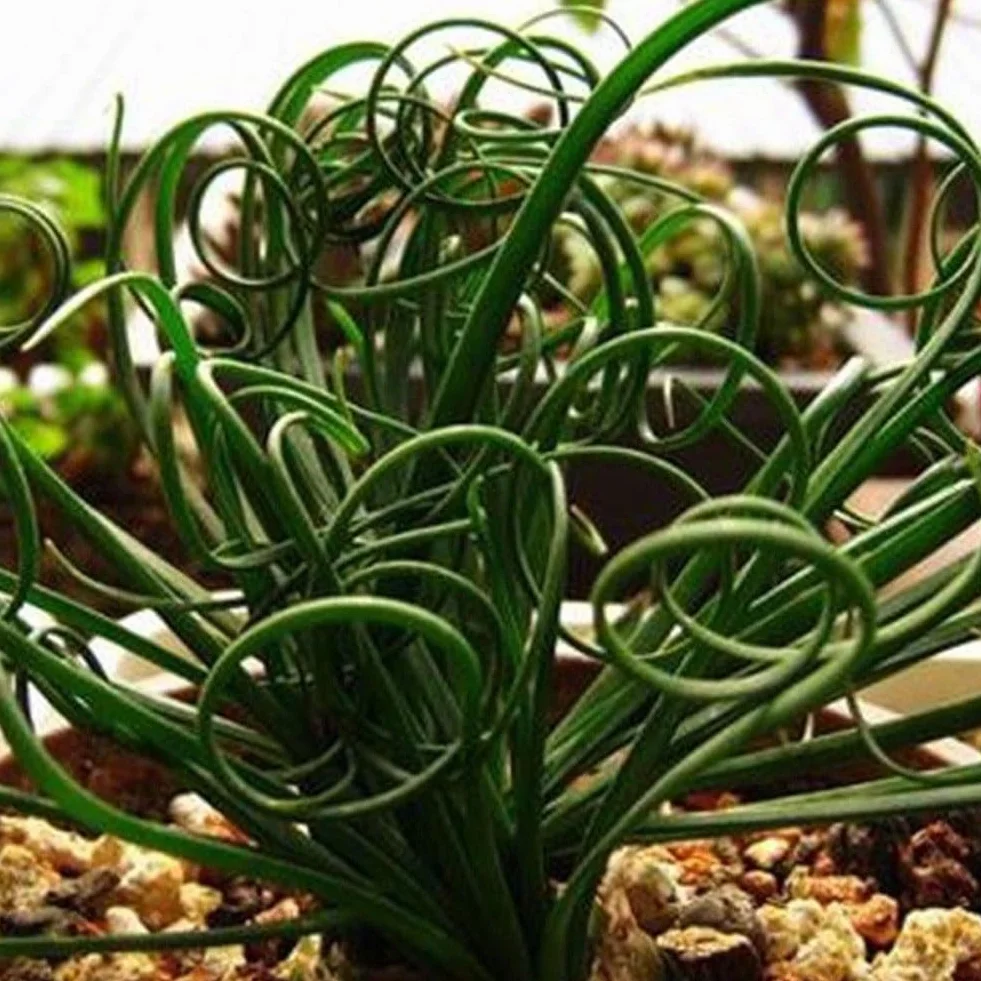 Semillas de bonsái 200 piezas plantas suculentas raras hierba primavera espiral