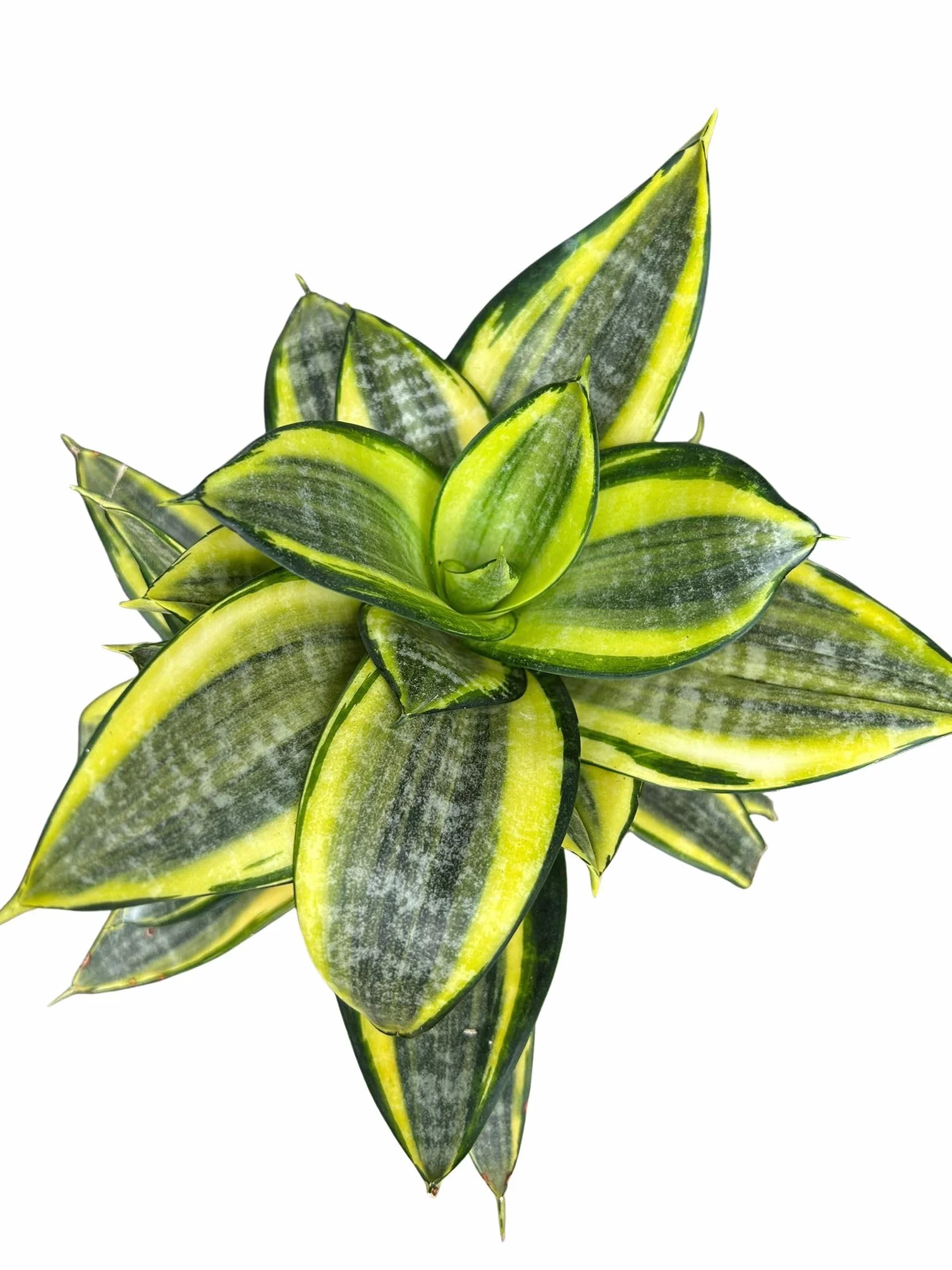 Sansevieria Golden Hahnii Planta Natural Mini 3 Macetas 8 cm Lengua de Suegra Enana Purificadora Aire Fácil Cuidar
