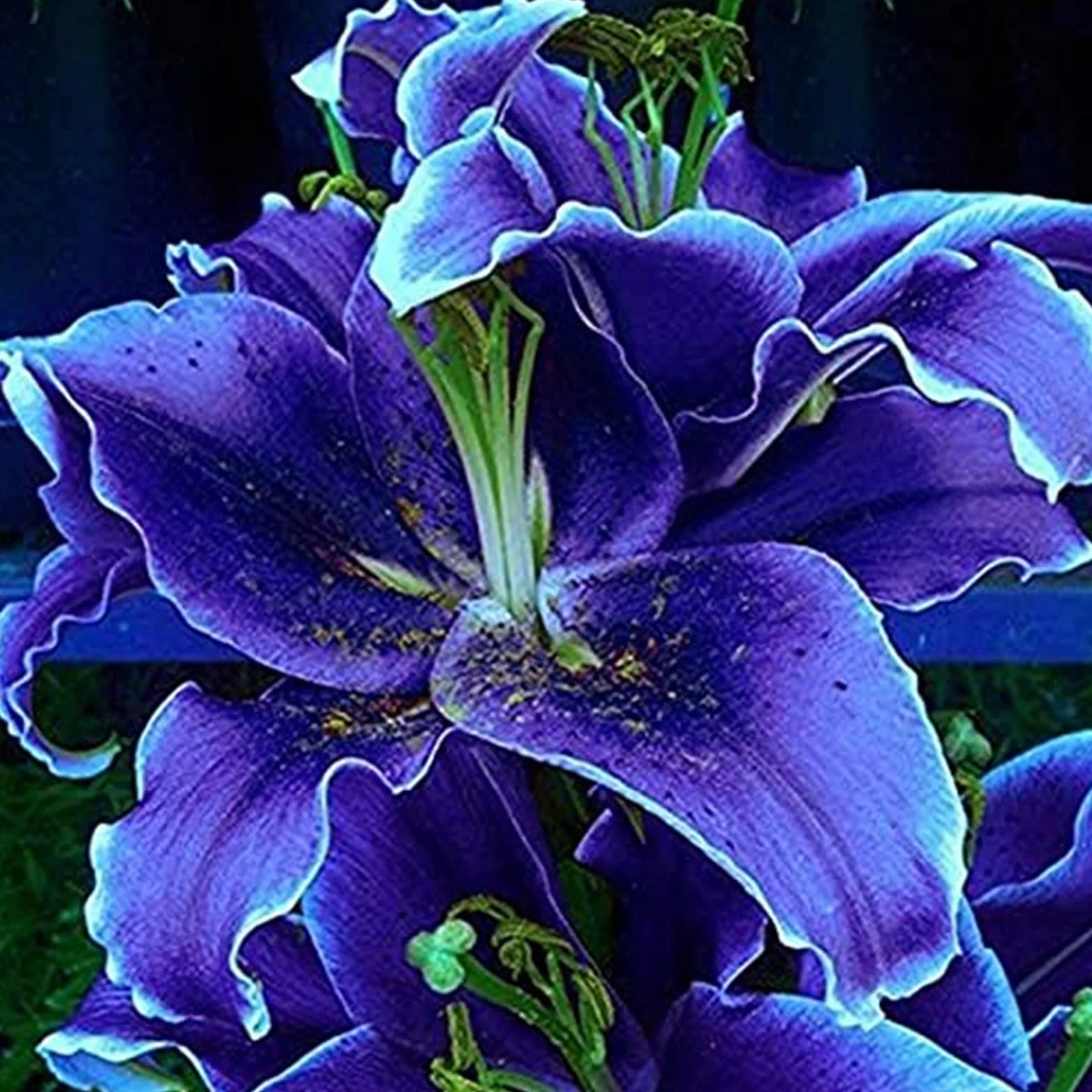 Lirio Azul Planta Bulbo Semillas Lirios Bulbos