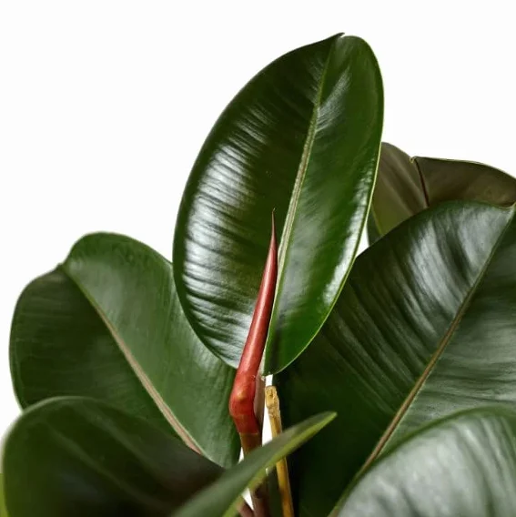 Ficus Elastica Robusta | DECOALIVE | Altura ± 50cm | Planta Natural de Interior