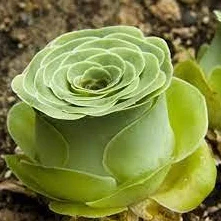 Greenovia Mountain Rose pianta suculenta 10 pezzi