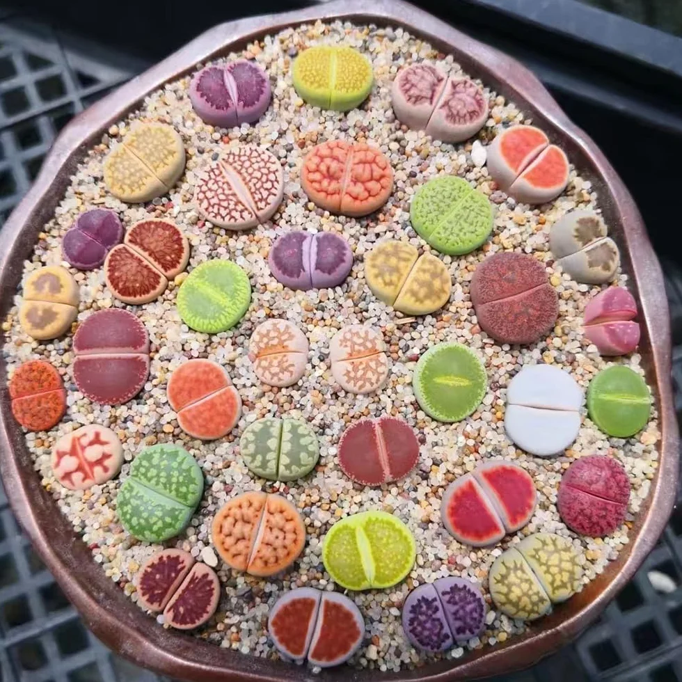 600 piezas semillas de lithops suculentas resistentes interior jardín