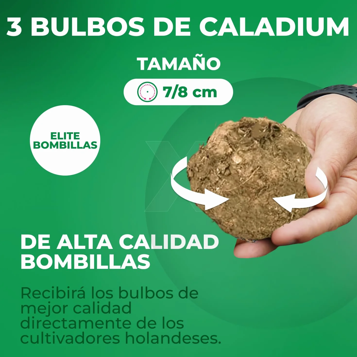 Caladium Colección 3 Plantas Naturales Exterior Holanda Resistentes Decoracion Jardin Macetas Balcon