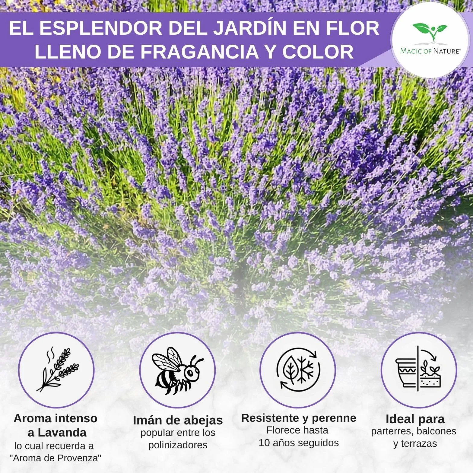 Semillas de Lavanda Verdadera aprox 150 Uds – Semilla Perenne Resistente al Invierno – Planta Fragante para Jardín