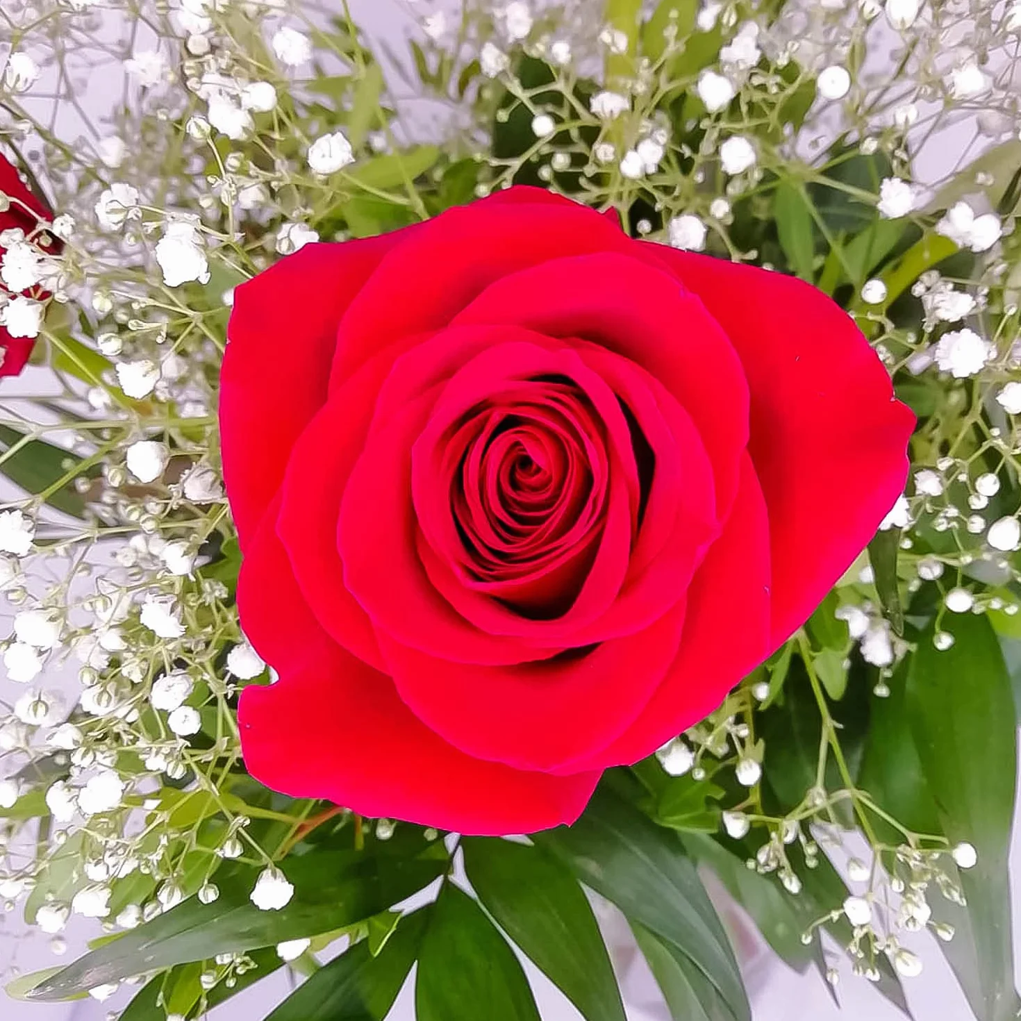 Ramo de flores naturales a domicilio - Flores frescas - Entrega gratis 24 horas - Tarjeta dedicatoria - Amore