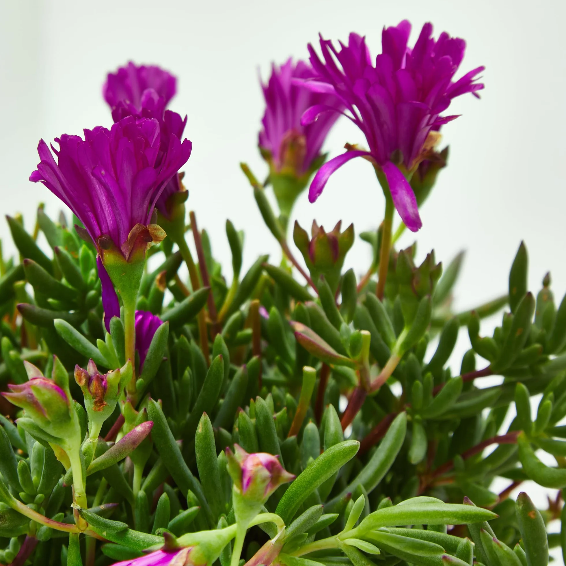 Verdecora Mesembryanthemum spp. Ø13cm Planta Interior Exterior Suculentas Flores Vistosas