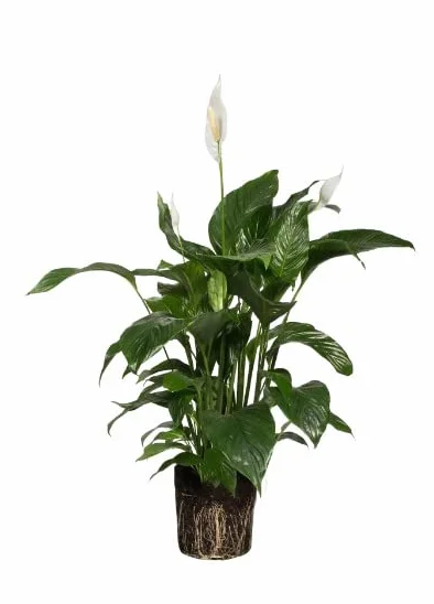 Spathiphyllum Cuna de Moisés Planta de Interior Natural DECOALIVE
