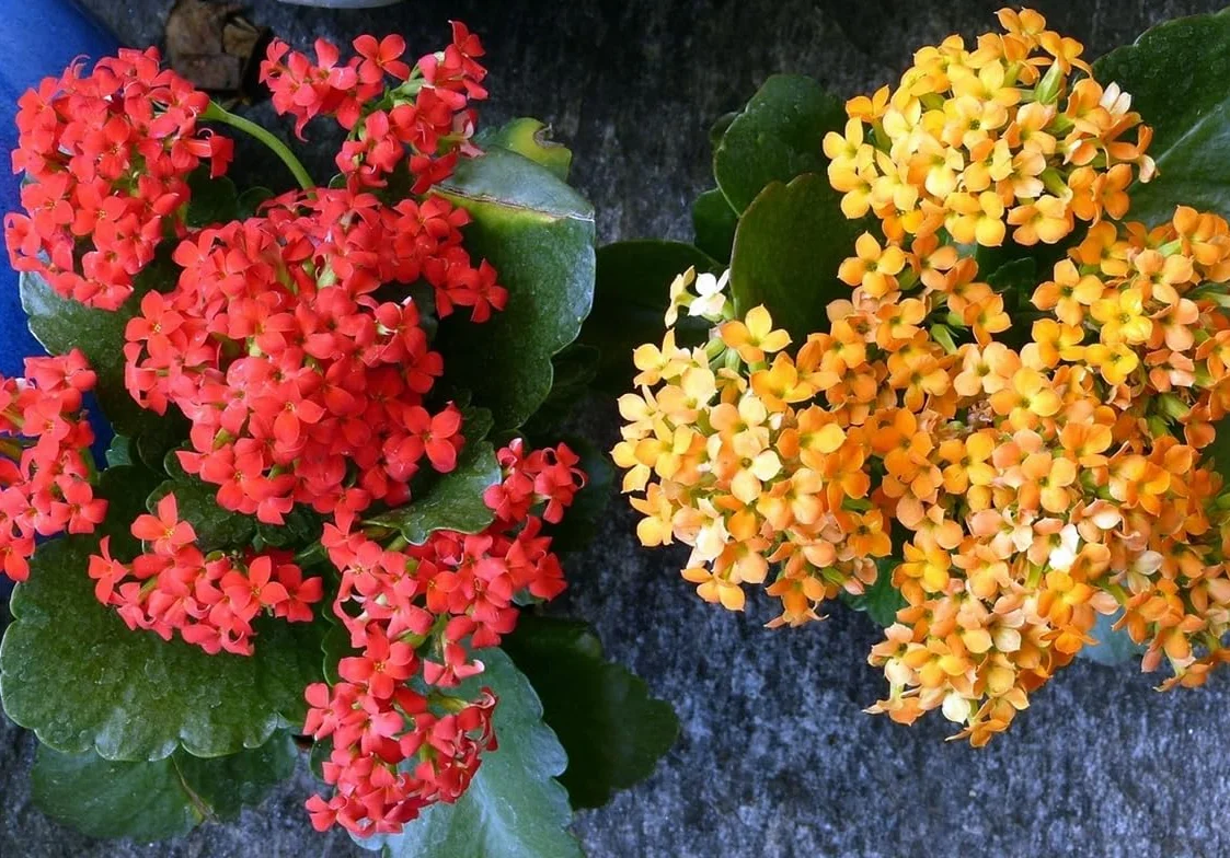 Kalanchoe Calandiva 12 Plantas natural Segura Garden