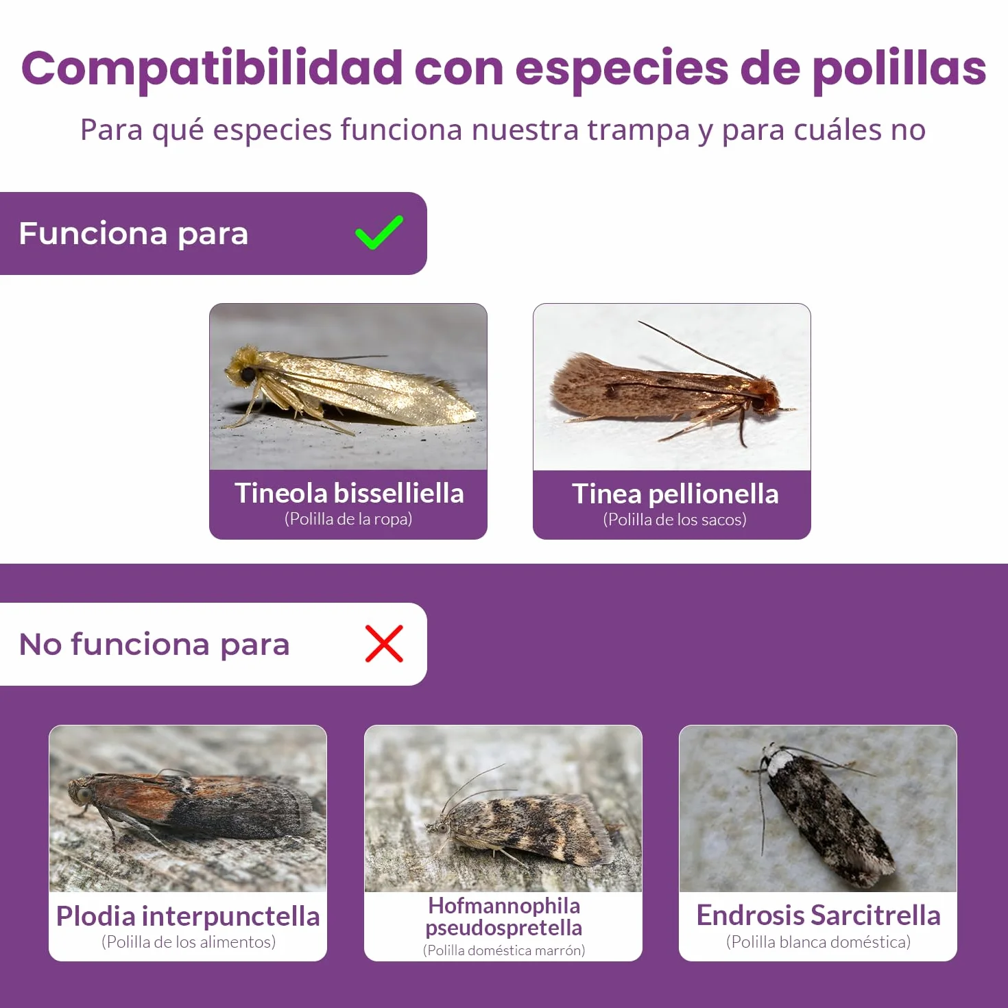 Trampas para polillas de la ropa Pack 6 sin olor no tóxicas para armarios y cajones