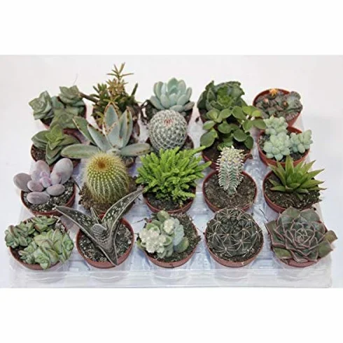 Cactus y Planta Suculenta y Crasa (20 unidades, maceta 5,5 cm)