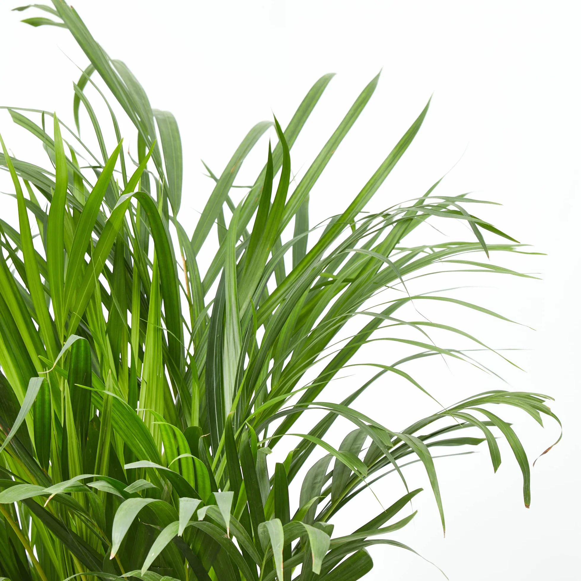Verdecora Areca | Palmera amarilla | Palma de frutos de oro | Palmera bambú | Reina de las palmas | Planta Tropical natural de interior y exterior en maceta de 4 litros