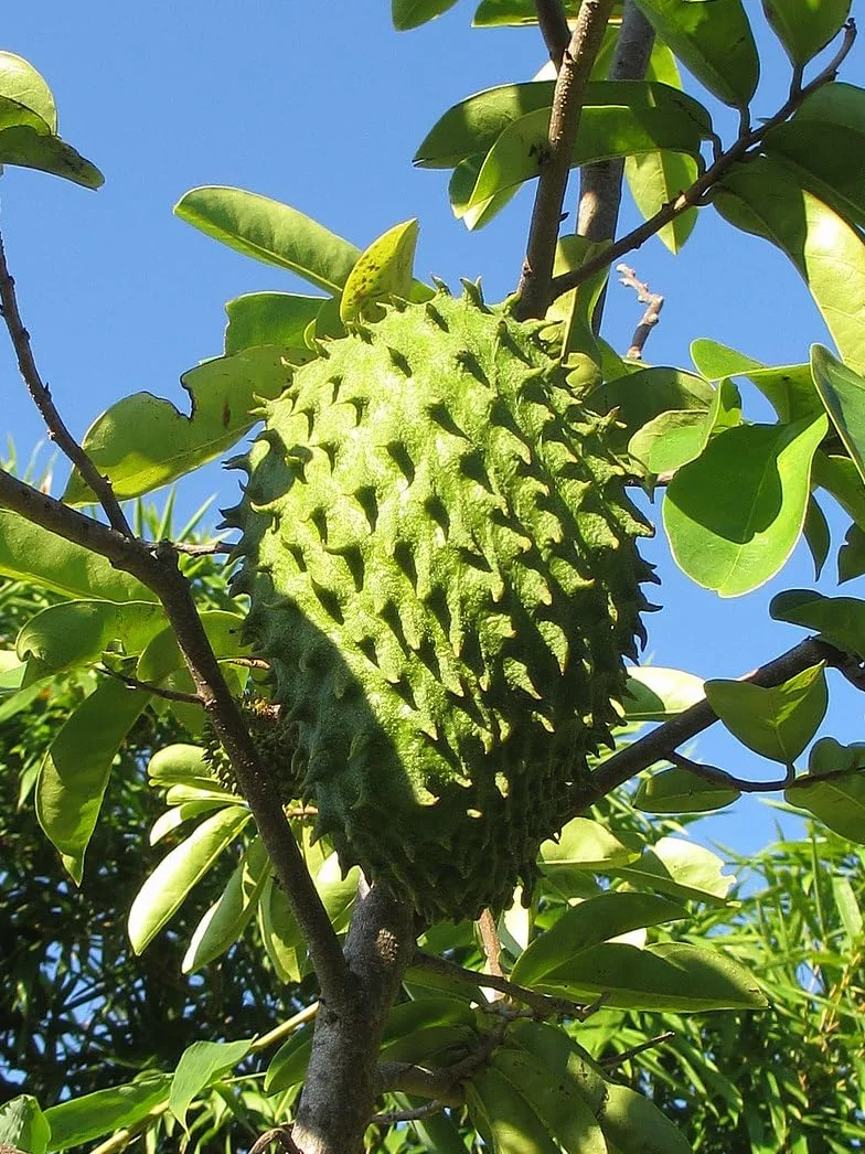 Nasiona Guanábany (Annona muricata) 10 szt.