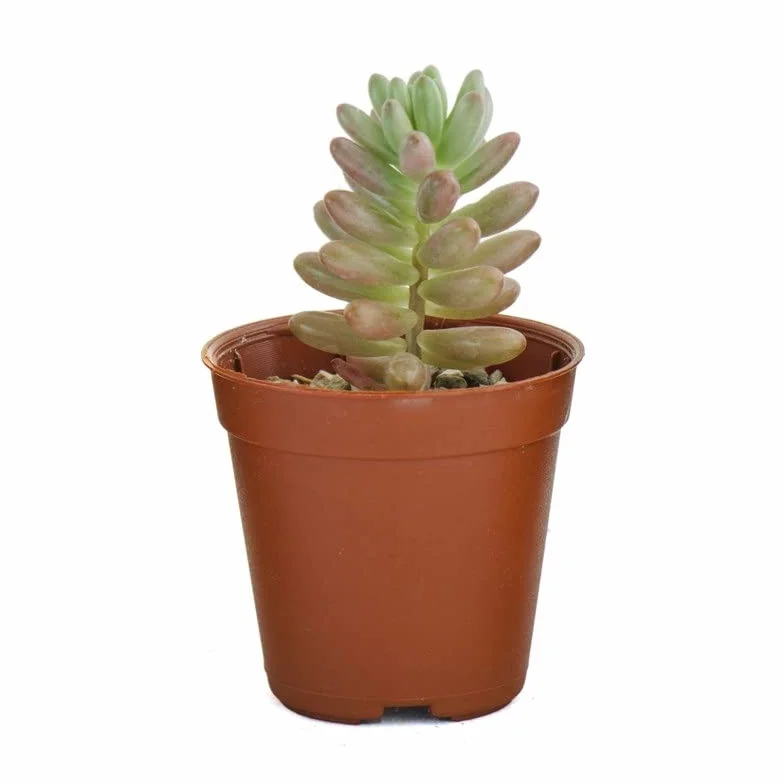 Verdecora Pack de Cactus y Suculentas | Plantas naturales vivas de interior en maceta Ø5cm | 10 Crasas
