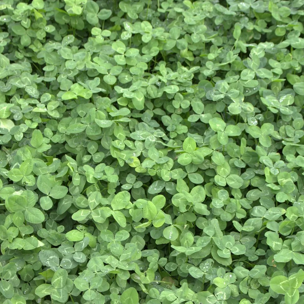 Semillas para Césped Trébol Enano Trifolium repens 900g 225m²