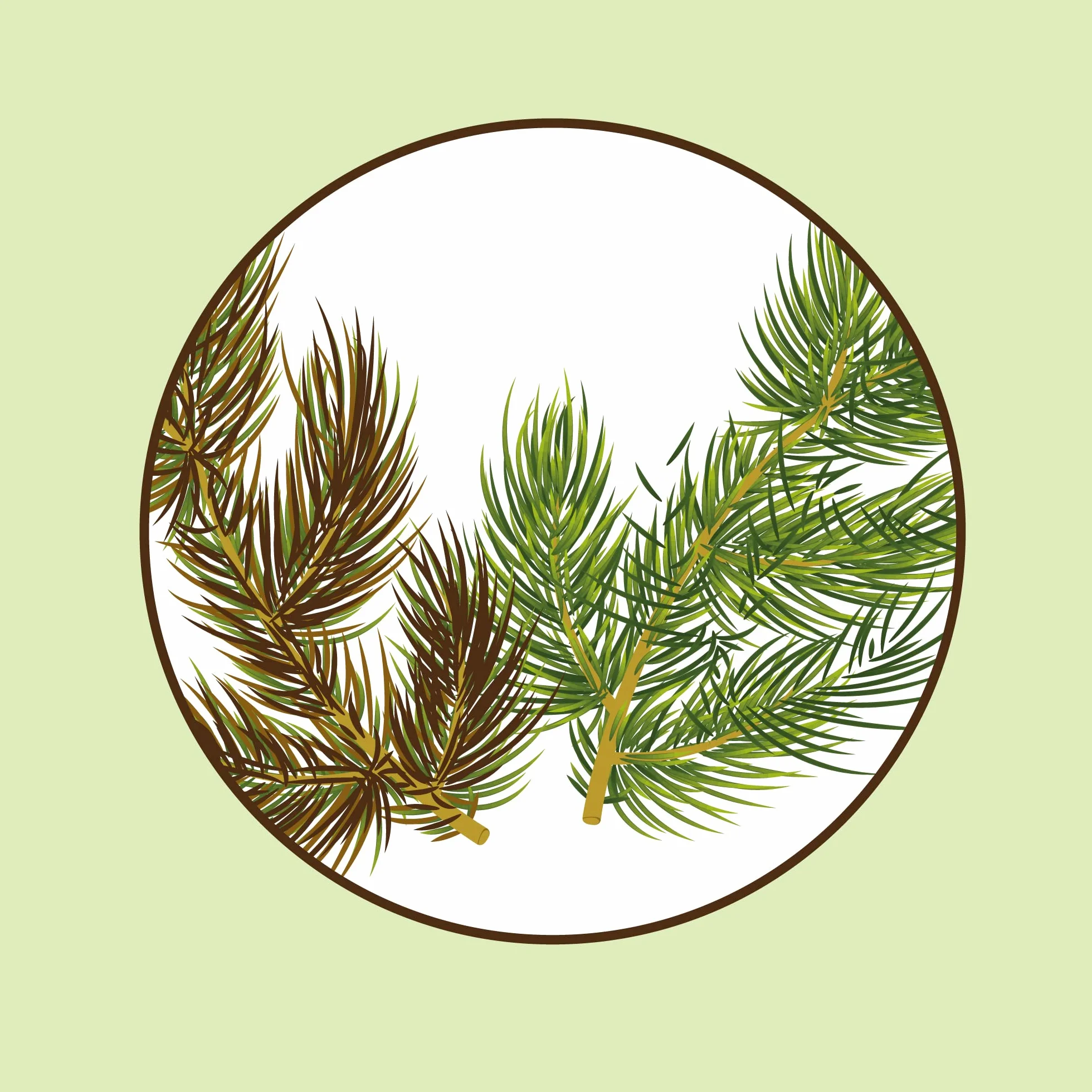 CULTIVERS Abono Ecológico Antiamarronamiento Coníferas 1 kg