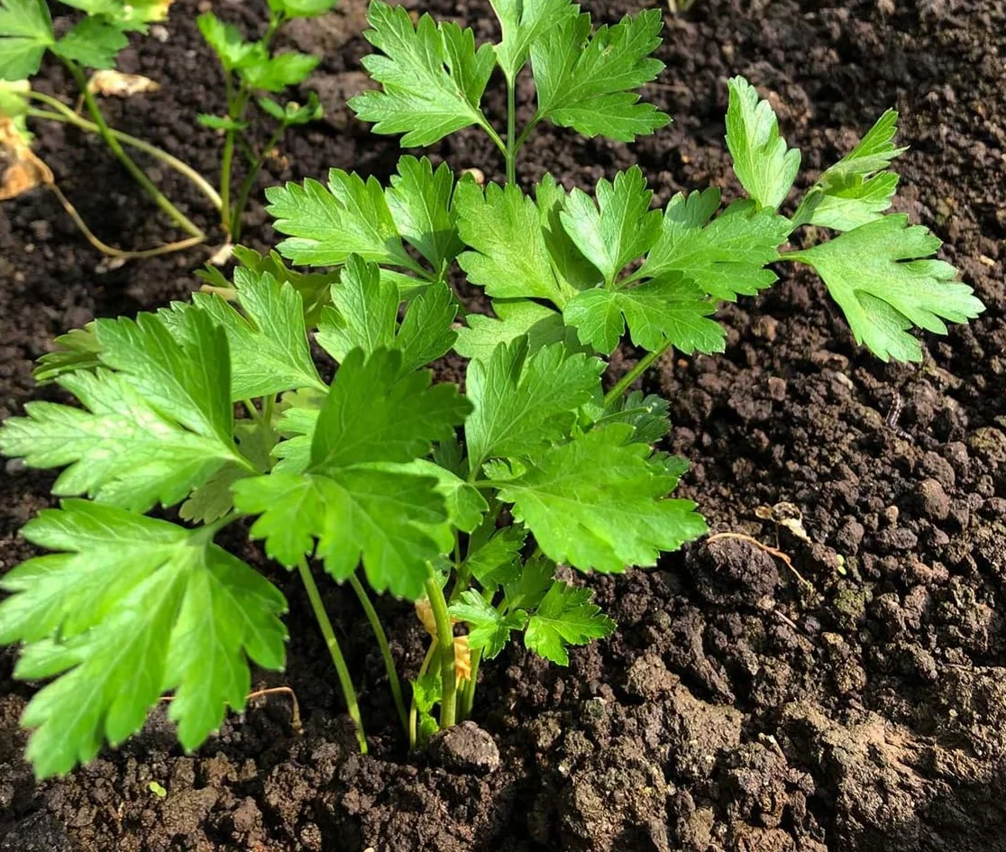 PEREJIL Semillas Huerto, PEREJIL COMÚN, Crea tu Propio Huerto Urbano, 15g