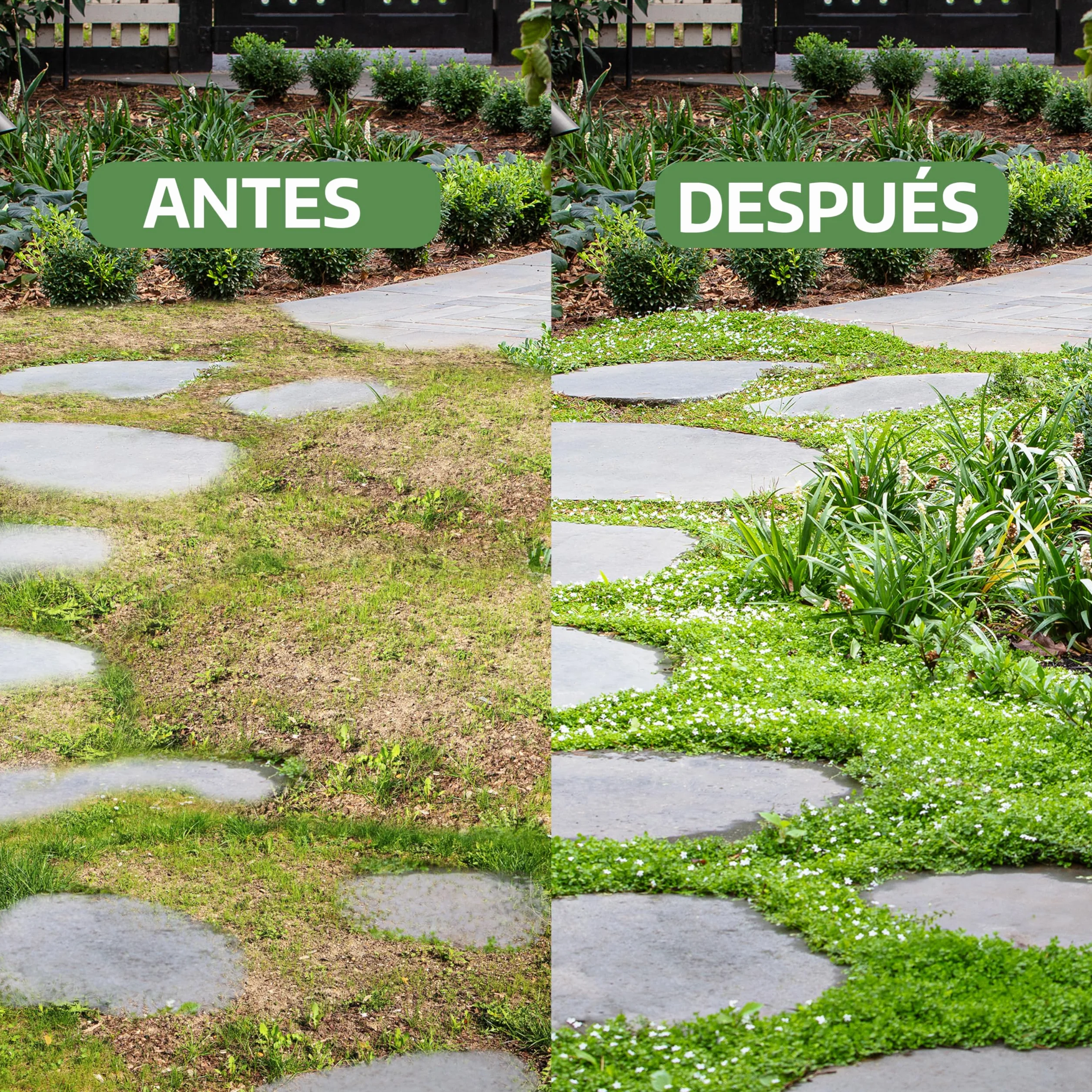 LERAVA Dichondra repens semillas 20m² Resistencia a la sequía 200g