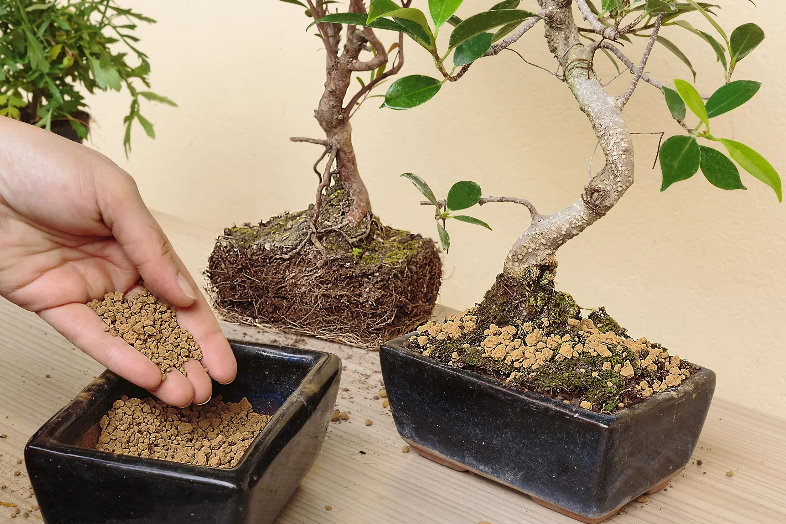 Akadama Japonesa para Bonsai 2-5mm 1L