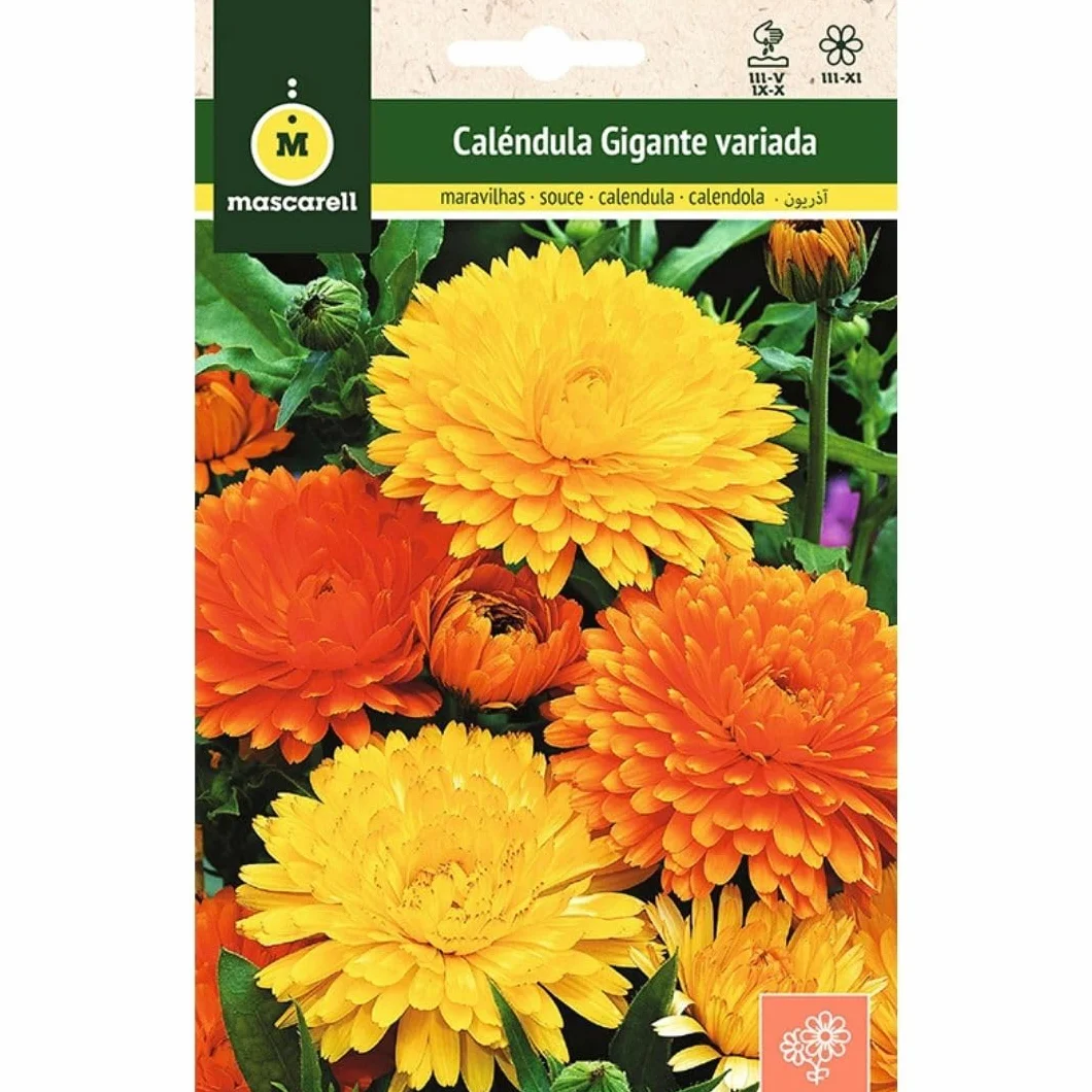Mascarell Semillas Calendula Gigante Variada Semillas Caléndula Gigante Colores Variados Amarillos y Naranjas Altura 20-50 Cm 3 Gramos