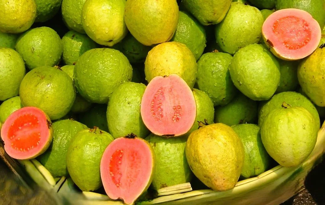 Semillas de Guayaba Psidium guajava Árbol Frutal Exótico
