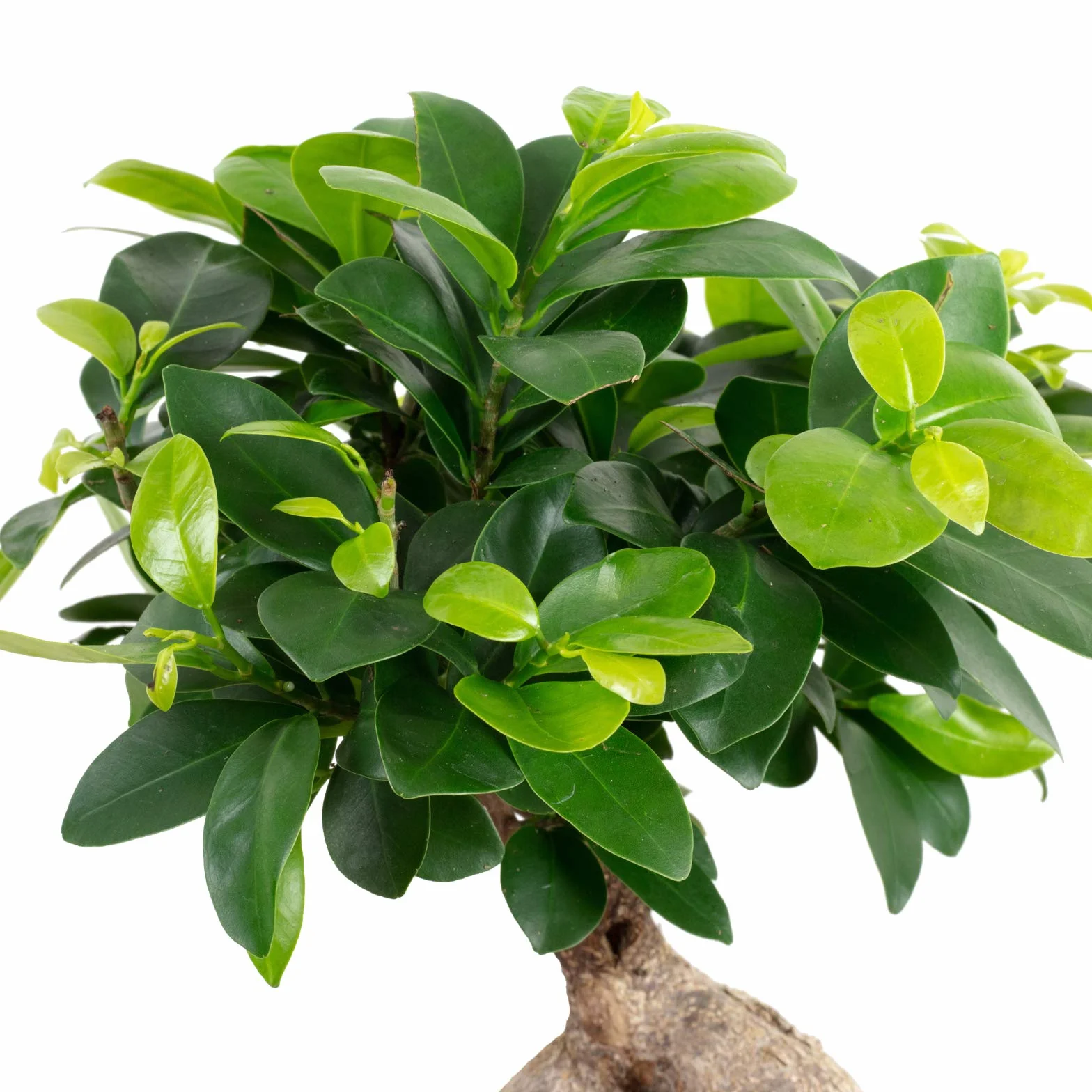 Higuera china - planta de interior de fácil cuidado, Ficus Ginseng - altura aprox. 40 cm, maceta de Ø 17 cm