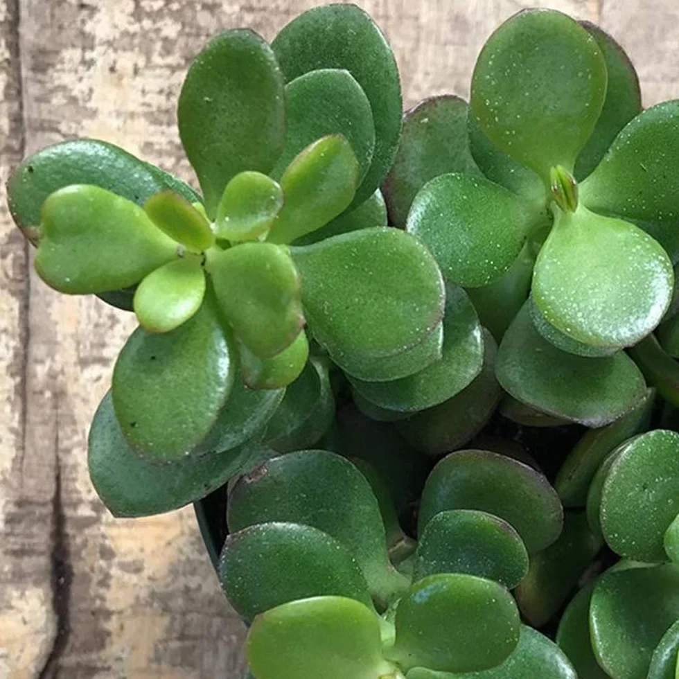 CRASSULA OVATA JADE ARBUSTO COMPACTO PERENNE EN MACETA