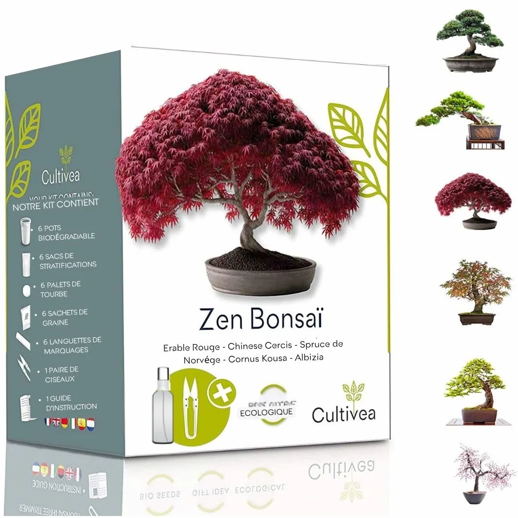 CULTIVEA® Kit de 6 Bonsái para cultivar - Arce rojo, Cercis chino, Albizia, Cornejo kousa, Abeto de Noruega