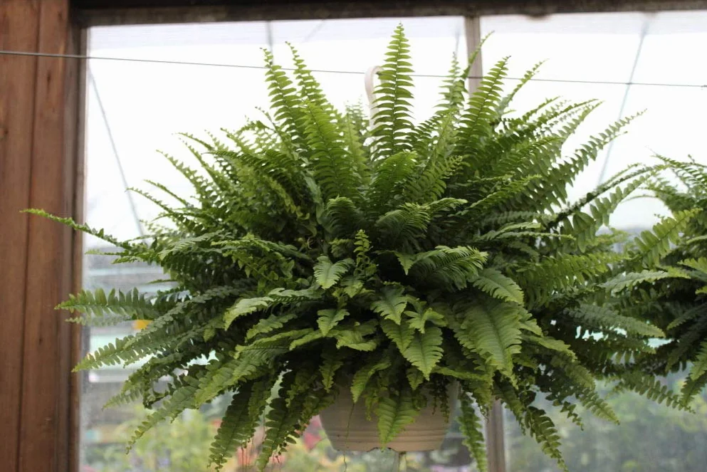 Nephrolepis Helecho de Boston Planta de interior Macetero colgante