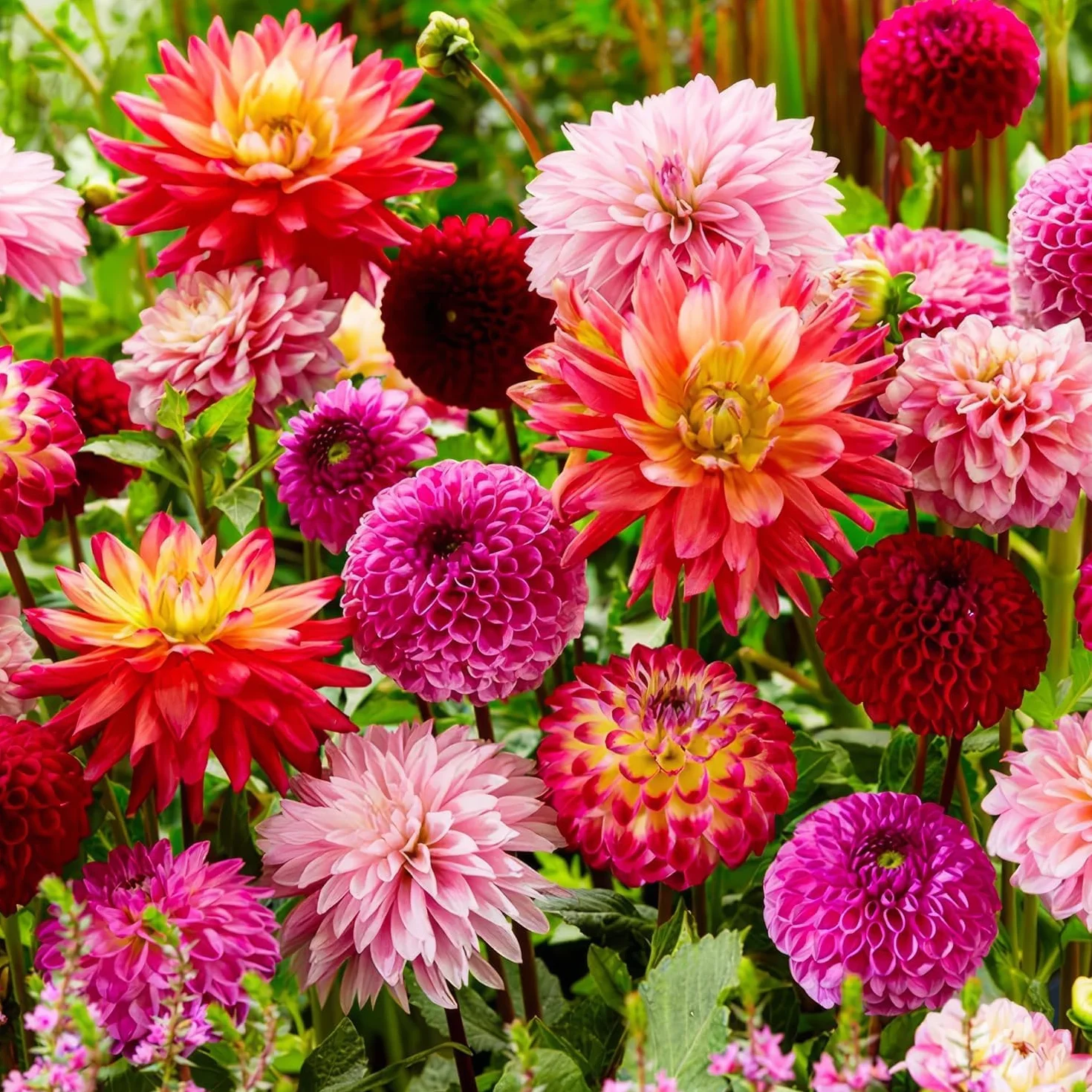 Bulbos de dalias gigantes, mezcla de Holanda, flores grandes para jardín y macetas