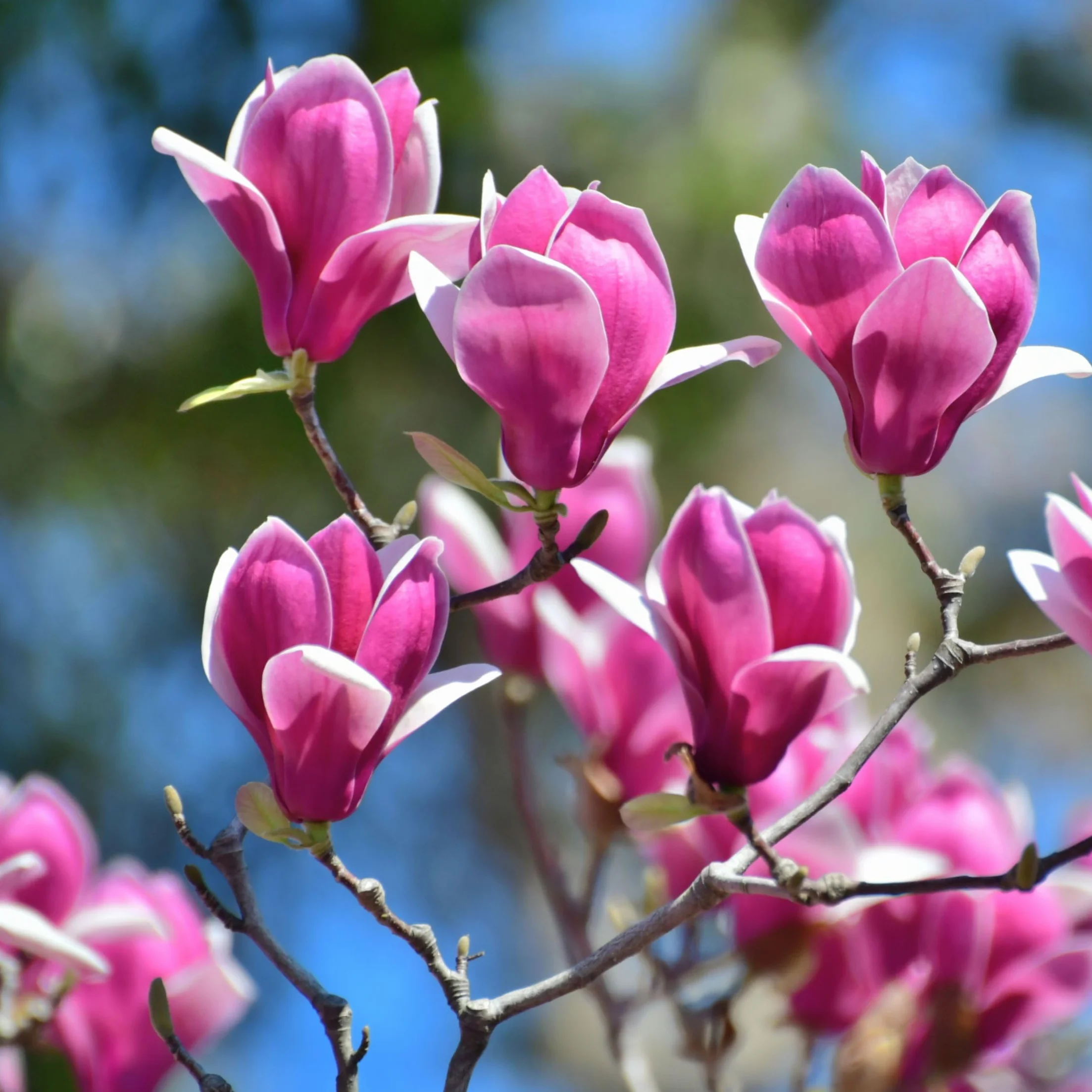 Magnolia Susan Soulangeana Stellata Mix 3 Pack 9cm Pot 25-40cm