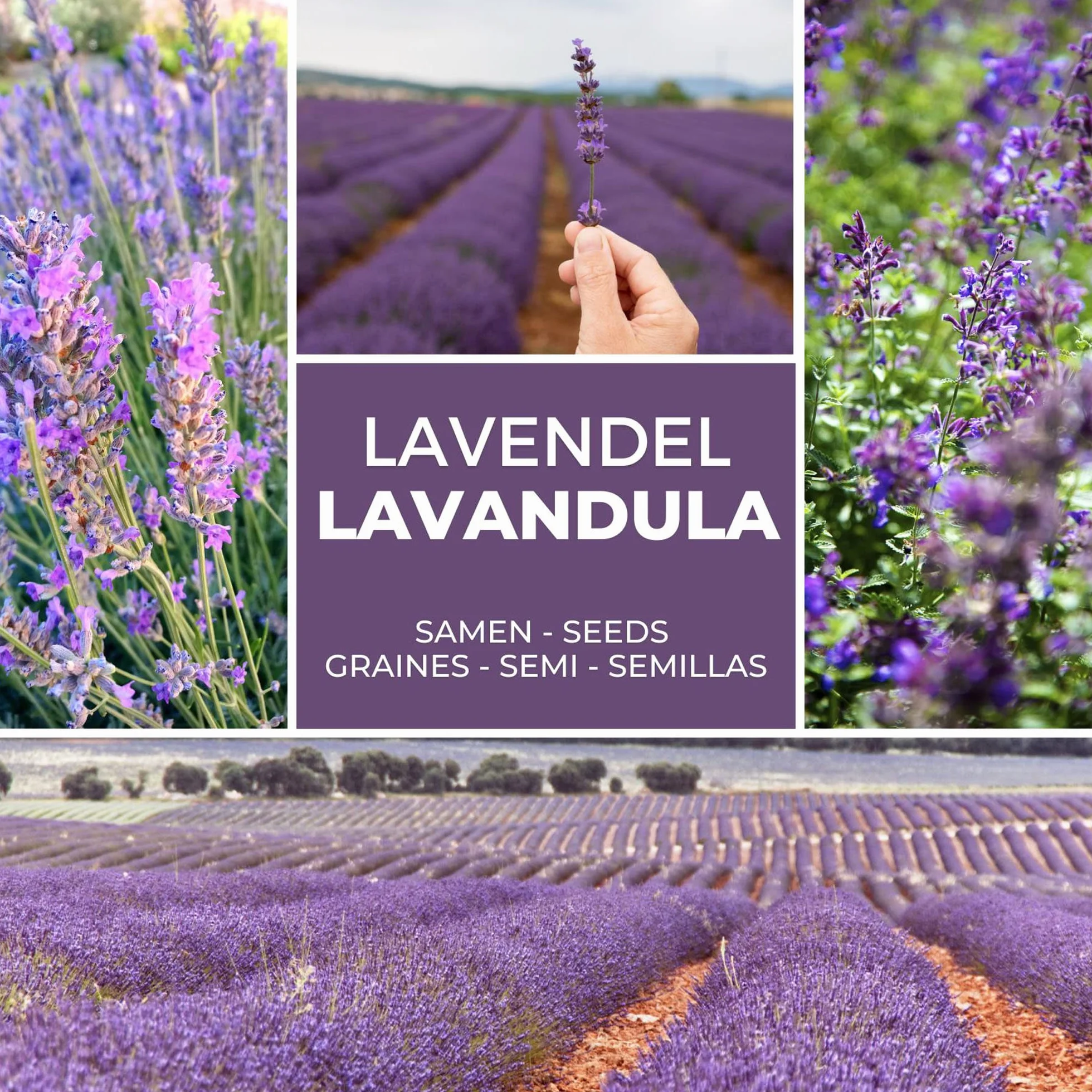 Semillas de Lavanda Verdadera aprox 150 Uds – Semilla Perenne Resistente al Invierno – Planta Fragante para Jardín